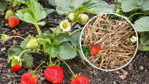 Jakie korzyści przynosi ściółkowanie truskawek?