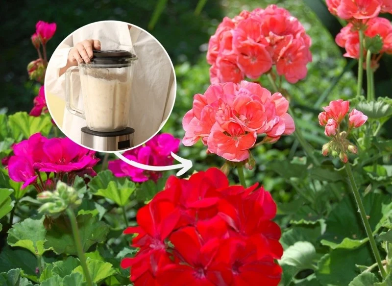 Zrób domową odżywkę, a będziesz cieszyć się pięknem pelargonii przez całe lato