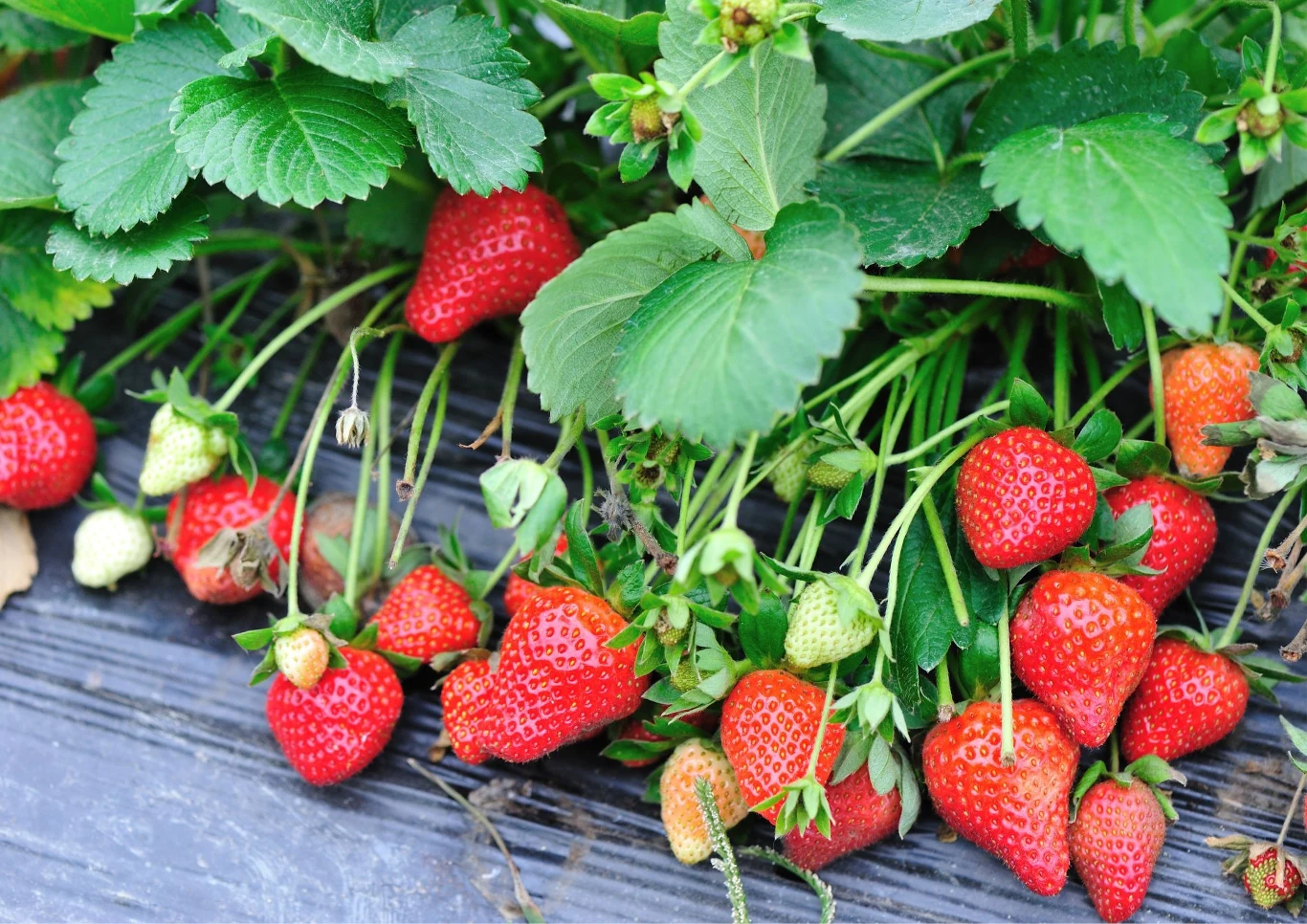 Jako nieorganiczną ściółkę używa się czarną agrowłókninę