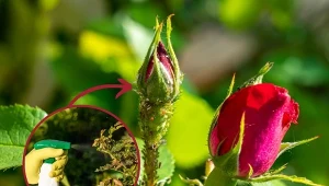 Zrób w domu naturalny oprysk na róże, który zlikwiduje mszyce i infekcje, a rośliny odpowiednio odżywi.