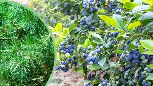 Nawożenie borówki to ważny zabieg, który wpływa na  jakość owocowania.