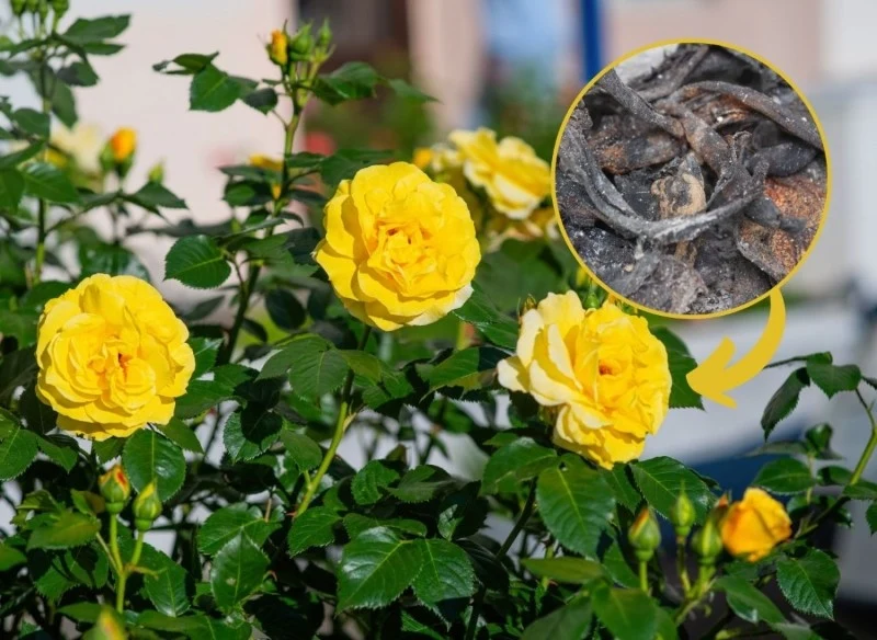 Róże to jedne z najpopularniejszych roślin, sadzonych w ogrodach