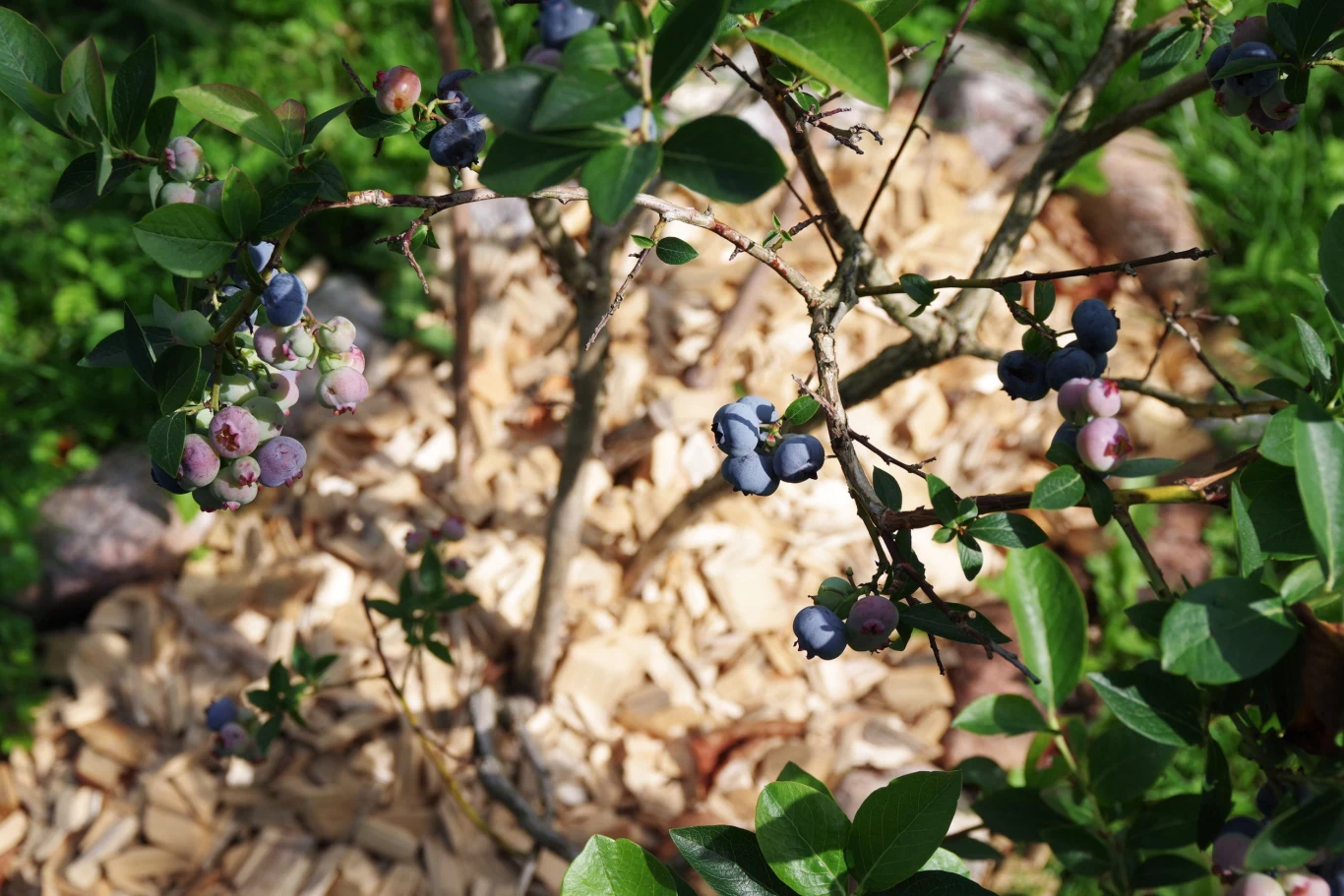 Nawożenie borówki amerykańskiej wiosną należy wykonywać przy pomocy preparatów bogatych w azot
