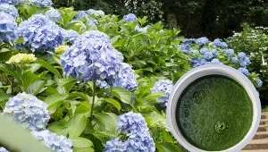 Sposoby na piękny rozkwit hortensji.