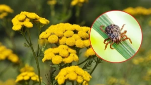 Wrotycz jest znany ze swoich właściwości odstraszających komary, kleszcze i inne owady.