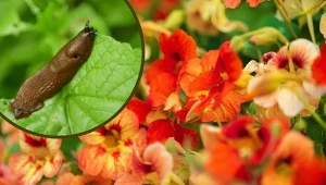 Nasturcja pnąca chroni w ogrodzie niemal wszystkie rośliny. W jaki sposób?