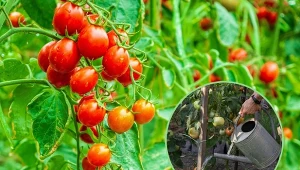 Nawożenie pomidorów pozwoli na osiągnięcie wymarzonych plonów.