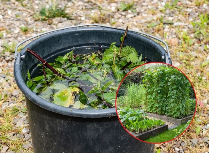 Gnojówka z pokrzywy jest idealna do nawożenia pomidorów