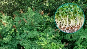 Długosz królewski to efektowna odmiana paproci.