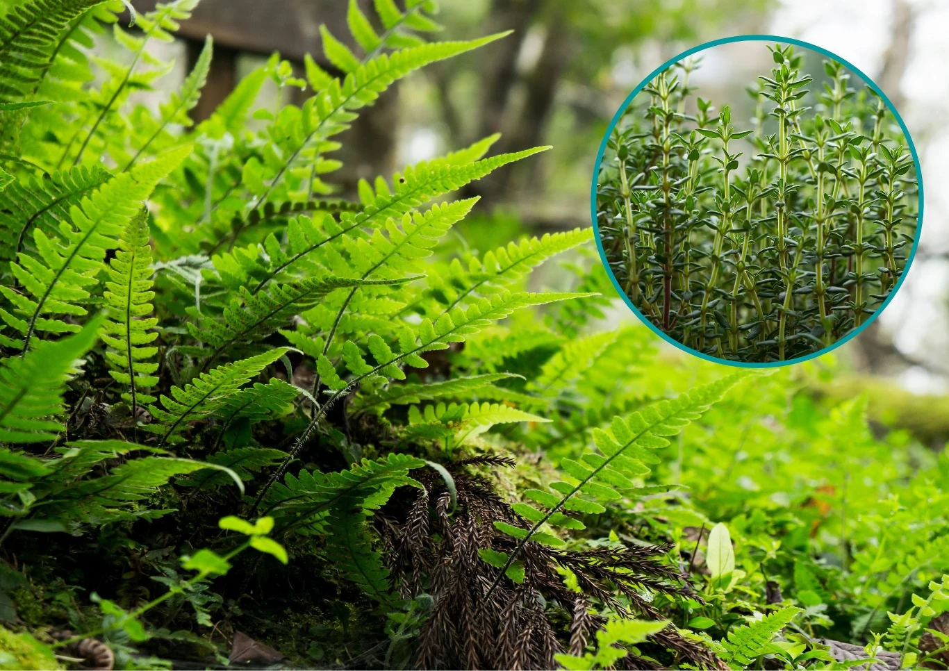 Przy długoszu królewskim warto posadzić tymianek lub rzeżuchę.