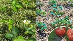 Ściółkowanie truskawek pozwoli roślinom właściwie się rozwijać i zwiększy ich odporność na różnego rodzaju choroby.