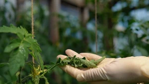 Zwijanie liści pomidora to częsty problem w uprawie. Jak do tego nie dopuścić?