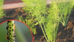 Koper jest rośliną bardzo odporną. Mimo to czasem atakują go szkodniki lub choroby.