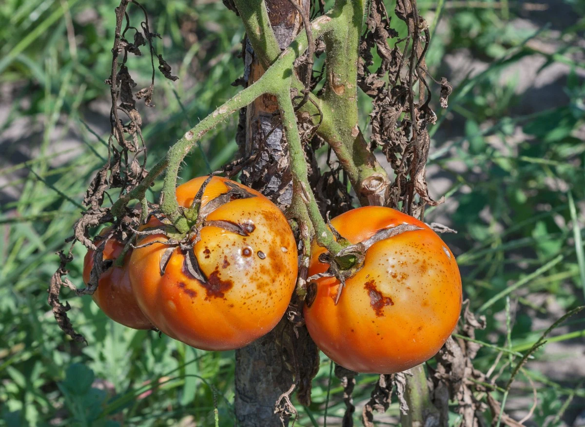 Pomidory często atakowane są przez choroby grzybowe