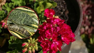 Poznaj przepis na naturalną odżywkę do kwiatów ogrodowych, która przyspieszy ich kwitnienie.