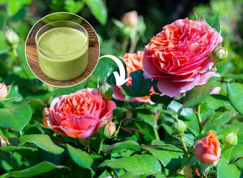 Podpowiadamy, jak zrobić naturalną odżywkę, dzięki której róże będą bujne jak nigdy