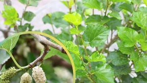 Napar z liści tej rośliny polecany jest przy cukrzycy i odchudzaniu.