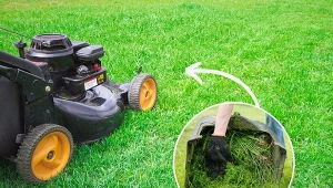 Mulczowanie trawy to prosta i w pełni ekologiczna metoda zagospodarowania pokosu.