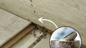 Wypróbuj domowe sposoby na mrówki, które są nie tylko tanie, ale i bezpieczne dla domowników.