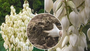 Juka ogrodowa potrzebuje żyznej, przepuszczalnej gleby, którą wiosną i jesienią warto wyłożyć kompostem.