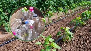 Podpowiadamy, jak zrobić samodzielnie system nawadniania kropelkowego do ogrodu.