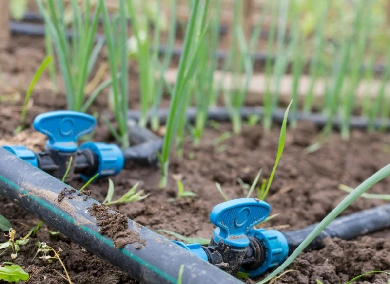 Nawadnianie kropelkowe to najlepszy sposób podlewania roślin