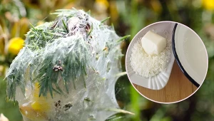 Odpowiednia mikstura poradzi sobie z pajęczyną na iglakach.