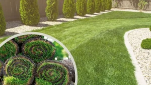 Trawa z rolki zapewnia natychmiastowy efekt gęstej i zdrowej murawy.