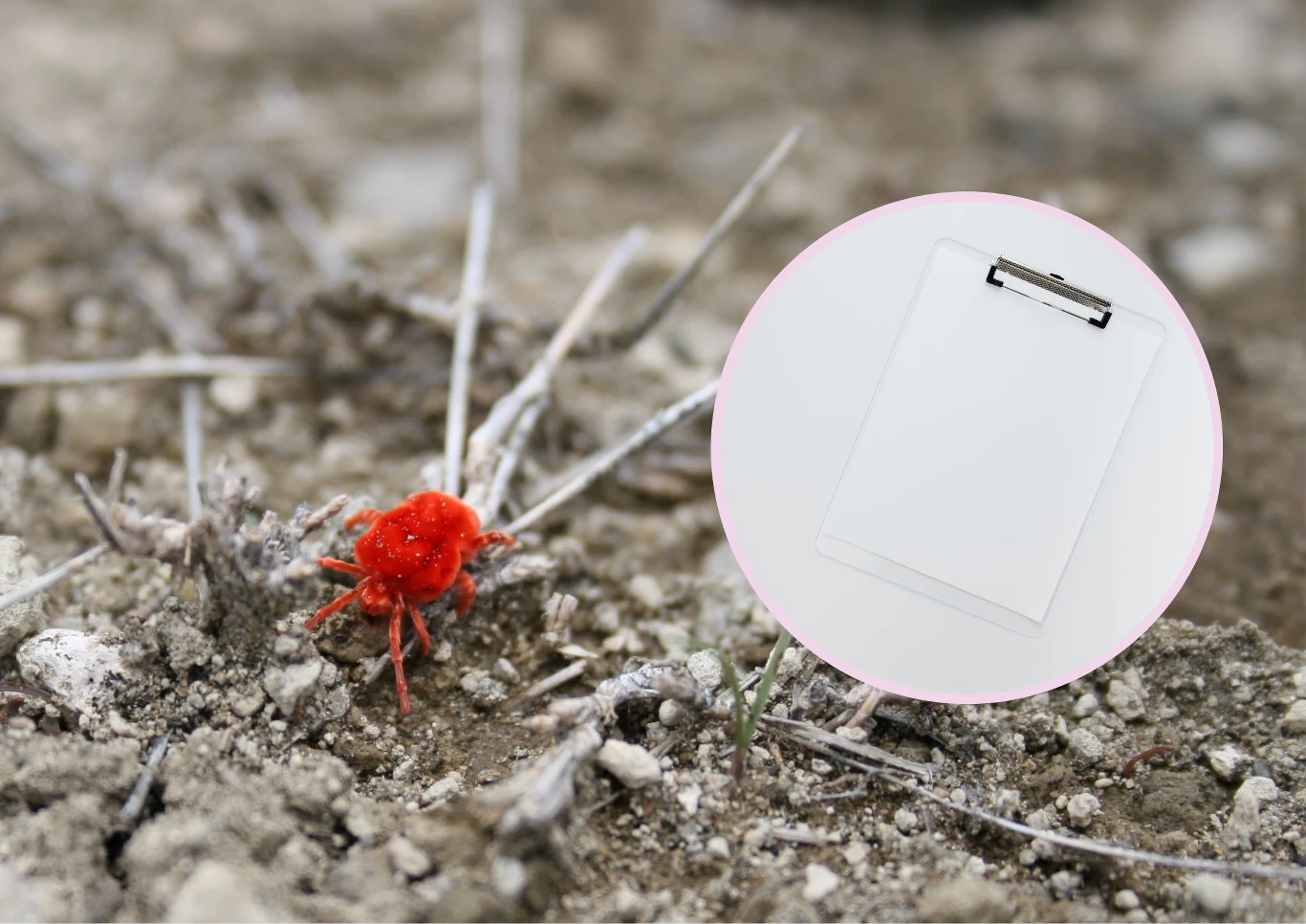 Biała kartka pozwoli ustalić, czy pajęczyna pojawi się na iglakach.