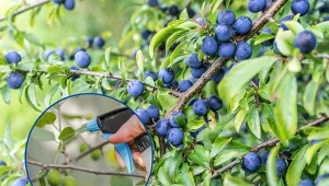 Śliwy są szczególnie narażone na działania szkodników i chorób.