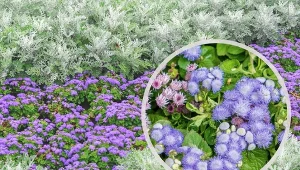 Żeniszek meksykański kwitnie aż do pierwszych przymrozków.