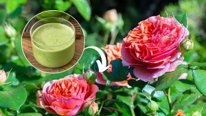 Podpowiadamy, jak zrobić domową odżywkę, dzięki której róże będą bujne jak nigdy.