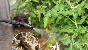 Sprawdź, jak zrobić oprysk z drożdży na pomidory, który uchroni krzaki przed chorobami.