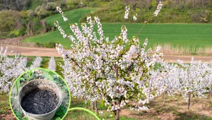 Wyjaśniamy, kiedy i czym najlepiej nawozić drzewka owocowe.