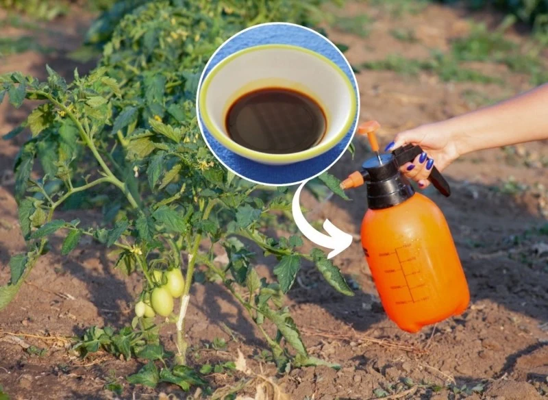 Podpowiadamy, jak przygotować oprysk z jodyny na pomidory