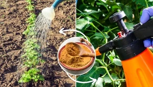 Kurkuma jest nie tylko cenna dla ludzkiego organizmu, ale także dla zdrowia naszych roślin.