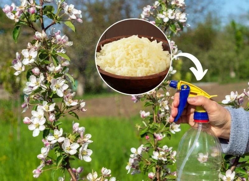 Jak zwalczyć szkodniki atakujące nasze drzewka owocowe