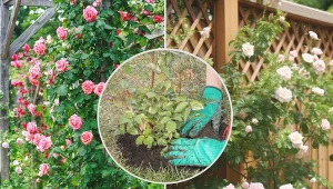 Róże pnące sprawią, że ogród nabierze tajemniczości i nieco baśniowego charakteru.