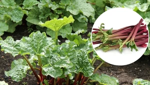 Rabarbar to roślina prosta w uprawie.