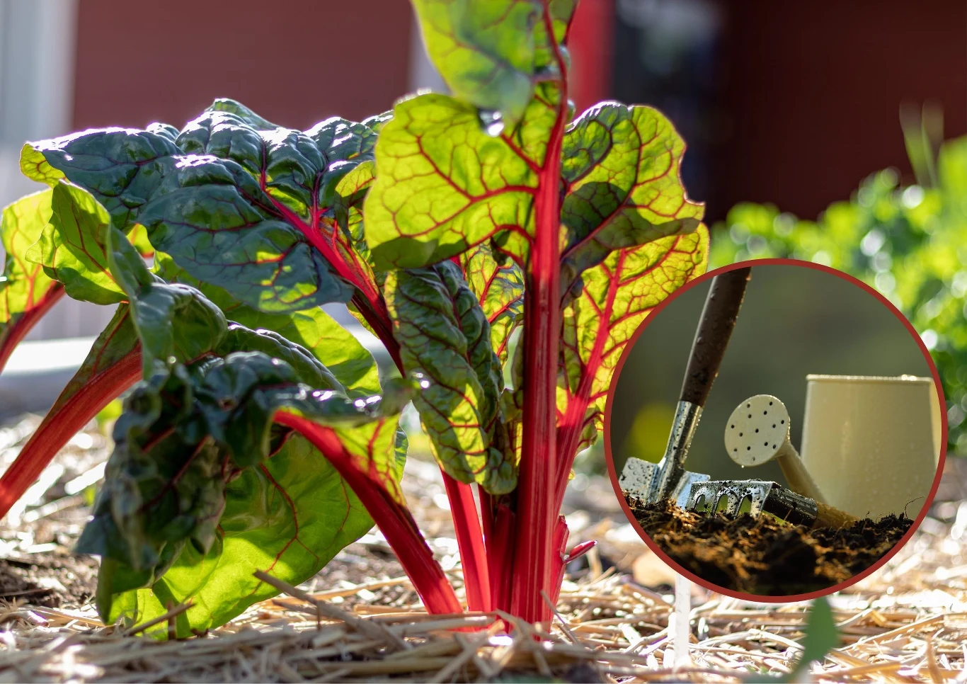 Najlepiej uprawiać rabarbar w żyznej glebie