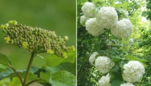 Uprawa kaliny japońskiej nie jest trudna. Trzeba jednak uważać, aby nie popełnić błędów