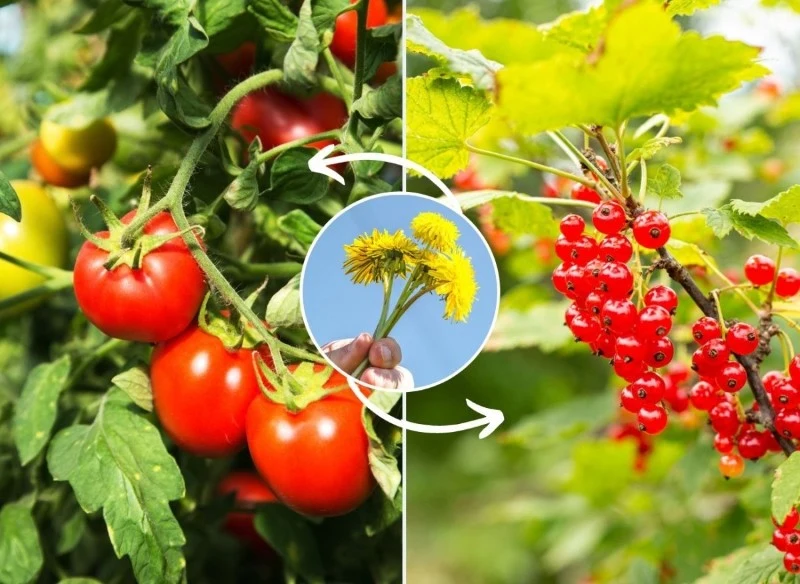 Gnojówka z mniszka lekarskiego to bardzo cenny nawóz naturalny