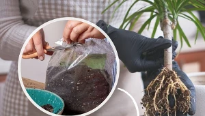 Wybierając odpowiednie podłoże dla swojej rośliny, kieruj się przede wszystkim jej wymaganiami.