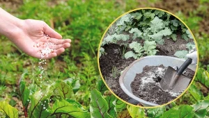 Nawożenie warzyw na rabatach i w skrzyniach jest bardzo istotne. Dbaj o to, a będziesz cieszyć się obfitymi zbiorami.