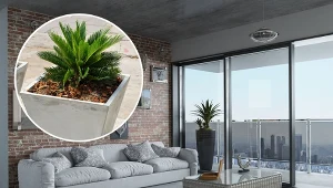 Sagowiec z powodzeniem można uprawiać w domowych warunkach.