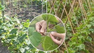 Z czego zrobić podpory do ogórków? Oto 4 najpopularniejsze rozwiązania