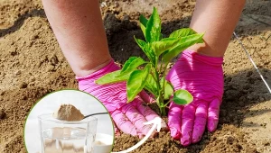 Sprawdzamy naturalne sposoby na nawożenie papryki oraz sposób jej prowadzenia.