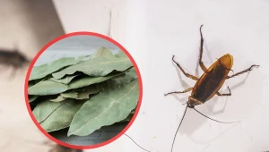 Prusaki trafiają do naszych domów wraz z używaną odzieżą, zabawkami czy meblami.