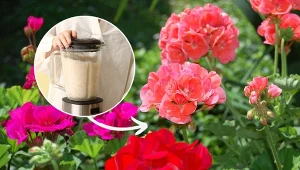 Zrób domową odżywkę, a będziesz cieszyć się pięknem pelargonii przez całe lato.