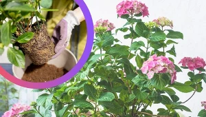 Jak uprawiać i pielęgnować hortensję w doniczkach?